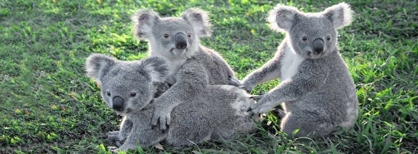 Lone Pine Koala Sanctuary